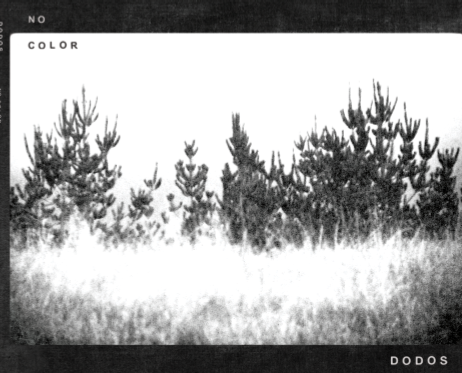 The Dodos vow not to become the next Clap Your Hands Say Yeah, announce No Color for March